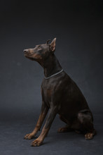 Dog Of Doberman Breed