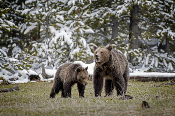 Wall Mural - grizzly bears