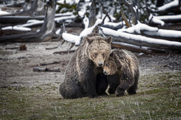 Wall Mural - cub cuddling with mother grizzly bear