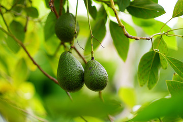 Bunch of fresh avocados ripening on an avocado tree branch