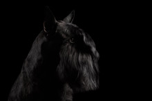 Portrait Of Miniature Schnauzer Dog On Isolated Black Background, Profile View With Groomed Fur On Face