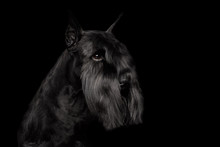 Portrait Of Miniature Schnauzer Dog On Isolated Black Background, Profile View With Groomed Fur On Face