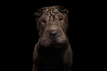 Close-up Portrait of Wrinkled Sharpei Dog Curious Looking in camera on Isolated Black Background, Front view