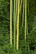 canvas print picture Lush green bamboo background