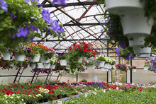 Spring Flowers Of Petunias In Pots In Greenhouses