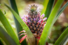 Red Pineapple Plant Grows On An Organic And Natural Farm Of Pineapples And Other Tropical Fruits