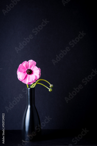 Fotografie, Obraz Pink ranunculus in a black vase on a black background.