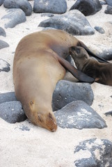 seal and baby 2