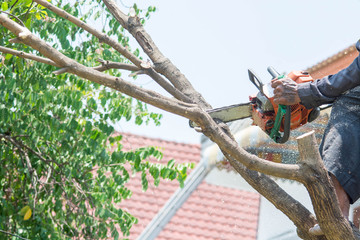 Wall Mural - man uses chainsaw cut the tree