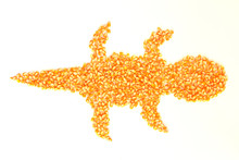  Dried Corn Kernels Lay An  Gecko On A White Background