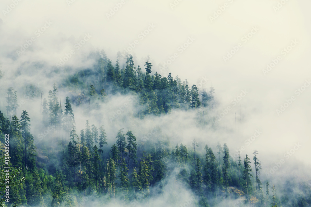 Fog in the forest - obrazy, fototapety, plakaty 