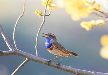  bird sings in the spring garden blooming bright yellow tree branch