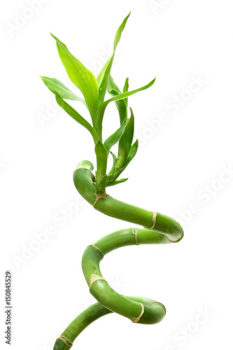 ped-bambusa-na-bialym-tle