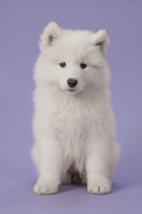 Wall Mural - Fluffy white samoyed puppy sitting looking at the camera on a purple background