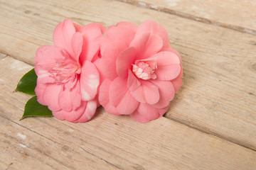 Wall Mural - Two blooming pink camelia flowers on a wooden plank background