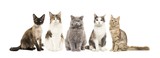Fototapeta Koty - Group of different breed of cats sitting looking at the camera isolated on a white background