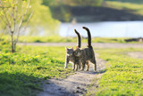 Fototapeta Koty - two cute striped kitten walking together in an embrace on a green meadow and holding up the tails on a Sunny day
