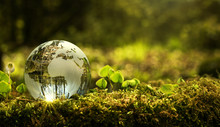 Environment Conservation Concept. Close Up Of Glass Globe In The Forest With Copy Space