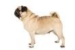 Adult pug standing seen from the side isolated on a white background
