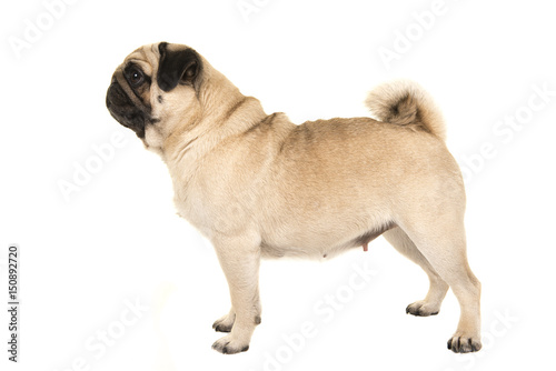 Cuadros en Lienzo Adult pug standing seen from the side isolated on a white background