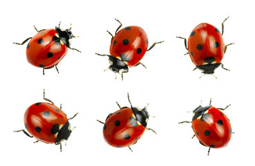 Canvas Print - Collection of ladybugs