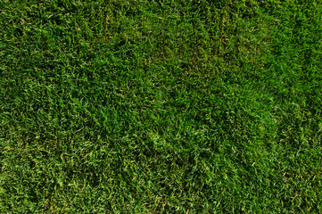 Sticker - Background of a green grass