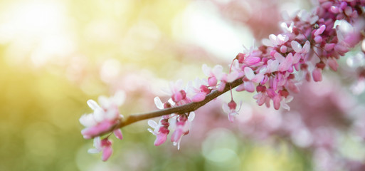 Sticker - Sakura branch, pink on the background of a bokeh