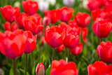 Fototapeta Kwiaty - Beautiful red tulips in nature
