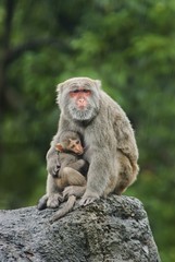 Poster - Taiwan macaque