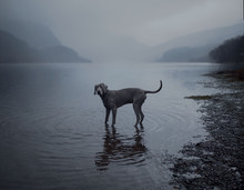 Dog In A Loch