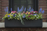 Fototapeta Konie - Flower Filled Window Box in New York City