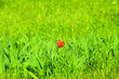 Nature background, summer and spring pattern. Red tulip in green grass