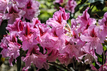 Background Of Flowers Of Pink Color "rhododendrons" In The Botanical Garden Of Madrid.