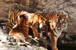 Tigers family of three in zoo . Animals background, photo