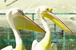 Pelicans. A couple of pelicans, photo for printing. Summer background