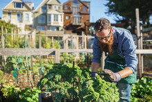 Man Tending To Kale Plants In Communal Urban Garden