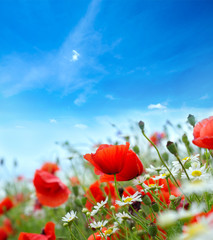 Wall Mural - Field of bright red poppy flowers