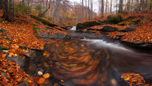 Falling Autumn Forest With A Lot Of Red Foliage And A Fast Cold Stream And Swirls Foliage. Beautiful Waterfall At Mountain River In The Forest With Red Foliage And Swirling Leaves In Water.