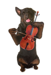 Wall Mural - rottweiler and violin