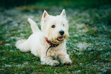 Small West Highland White Terrier - Westie, Westy Dog 