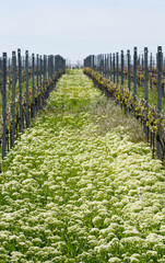 Wall Mural - Weinbau in Rheinhessen