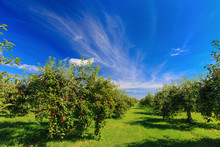 Rows Of Apple Trees In An Apple Orchard.
