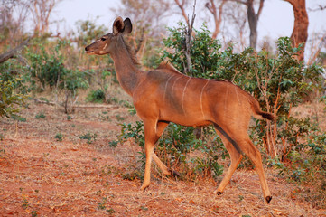 Wall Mural - Wonderful Antelope in the savannah of Botswana