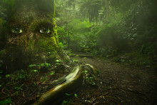 Big Tree With Eyes In Tropical Mysterious Green Forest With Fairytale Light. Live Nature Concept