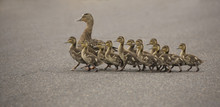 Mama Duck And Twelve Ducklings Crossing The Street