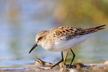 Little Stint ,Calidris Minuta Search Of Food In The Swamp