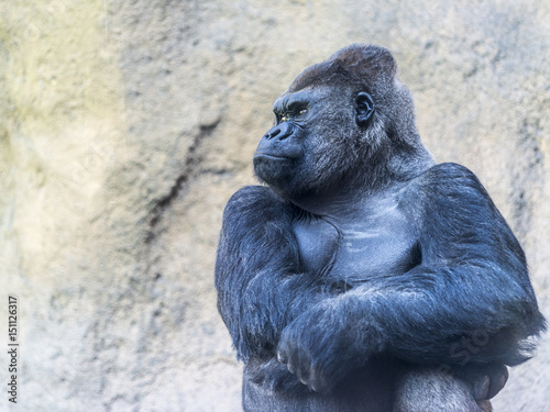 Photo  Gorila