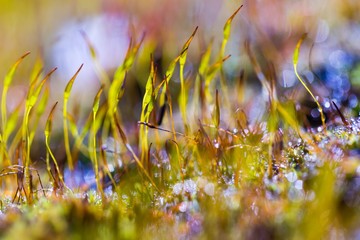 Wall Mural - Moss or lichens blooming in spring macro.