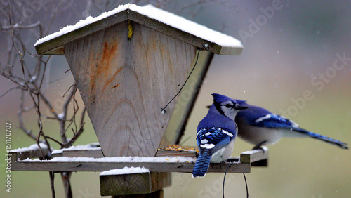 Blue Jays Feed From A Bird Feeder During The First Snowfall Of The