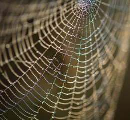 Wall Mural - Spider web with dew droplets in big close up